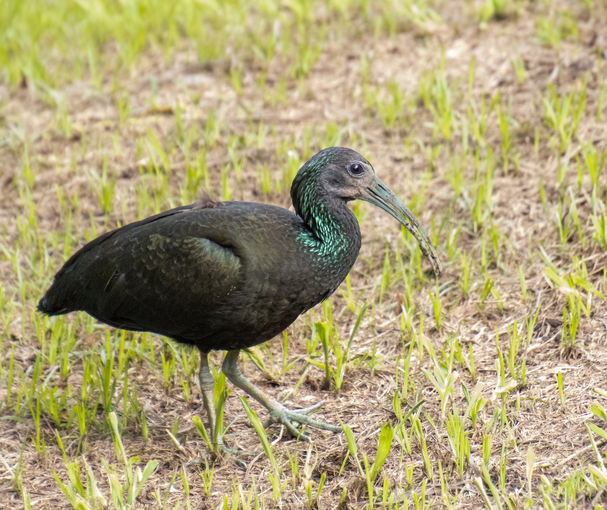 Ibis vert - ML621919813