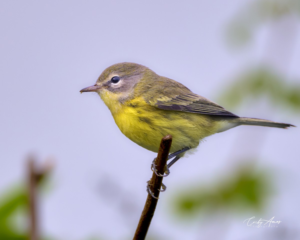 Prairie Warbler - ML621919825