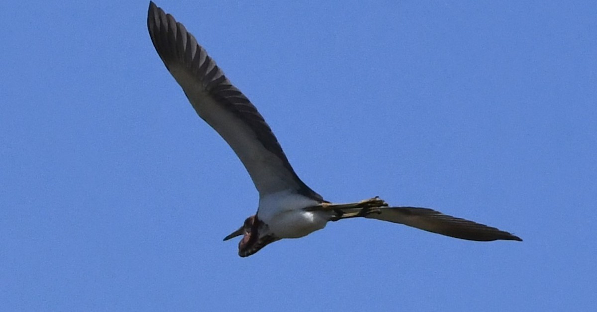 eBird Checklist - 27 Jul 2024 - Berlin Lake--Greenbower Bridge - 23 species