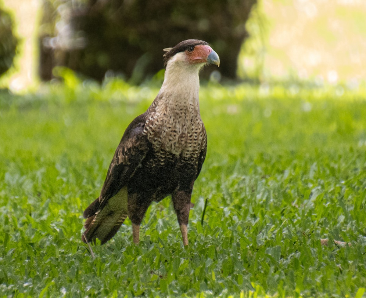 Caracara huppé - ML621919958