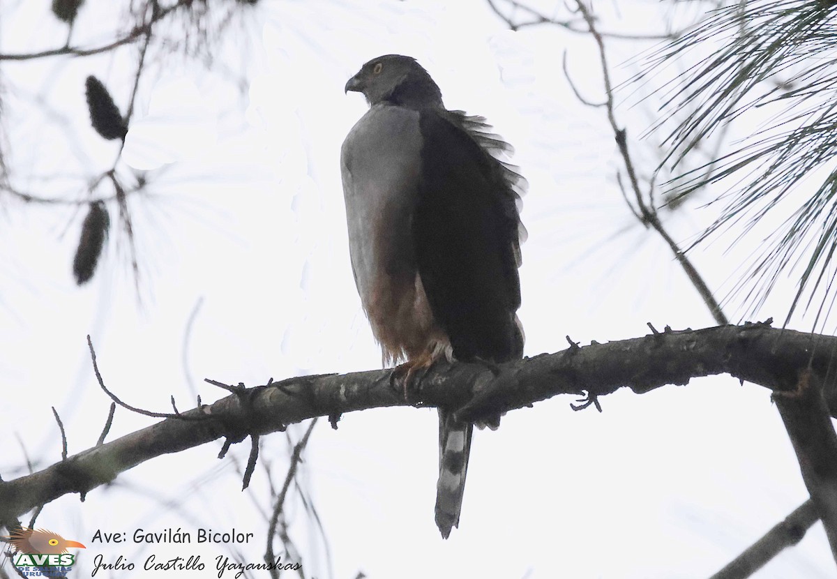 Bicolored Hawk (Spotted) - ML621920121