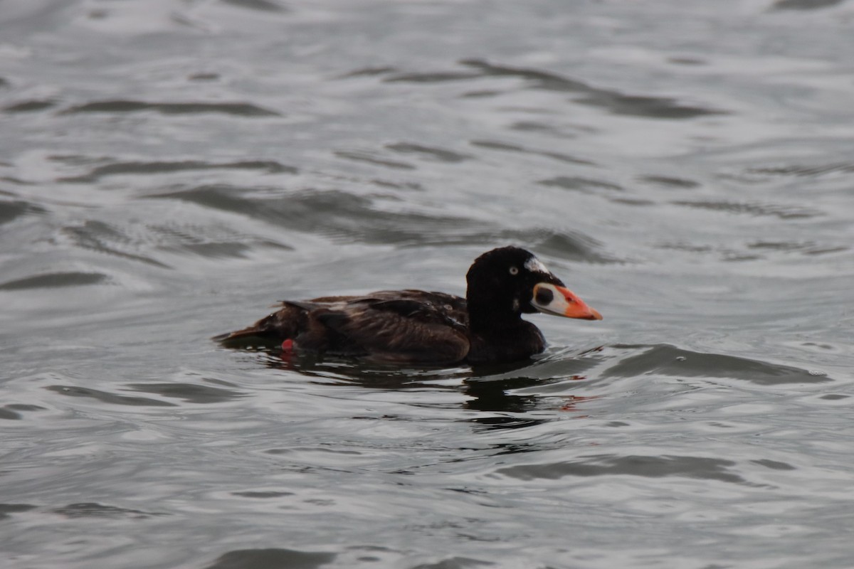 Surf Scoter - ML621920130