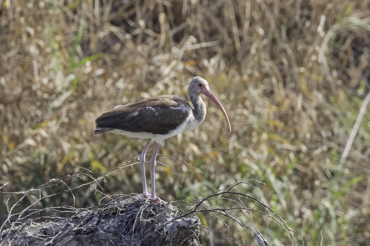 ibis bílý - ML621920135