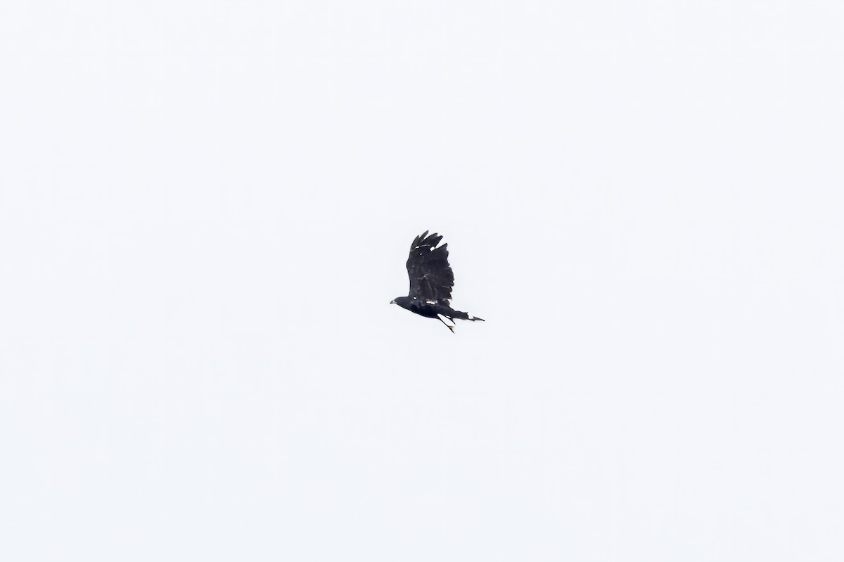 Crane Hawk - ML621920149