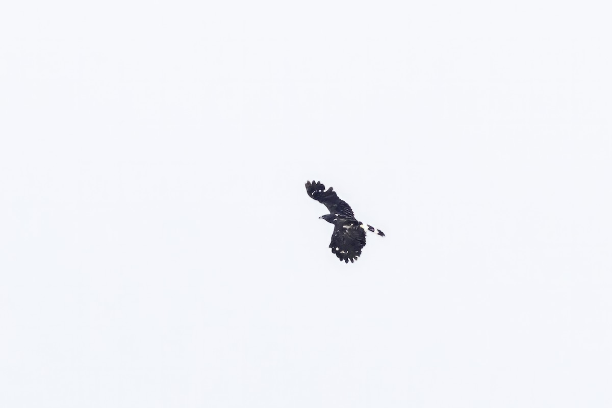 Crane Hawk - ML621920150