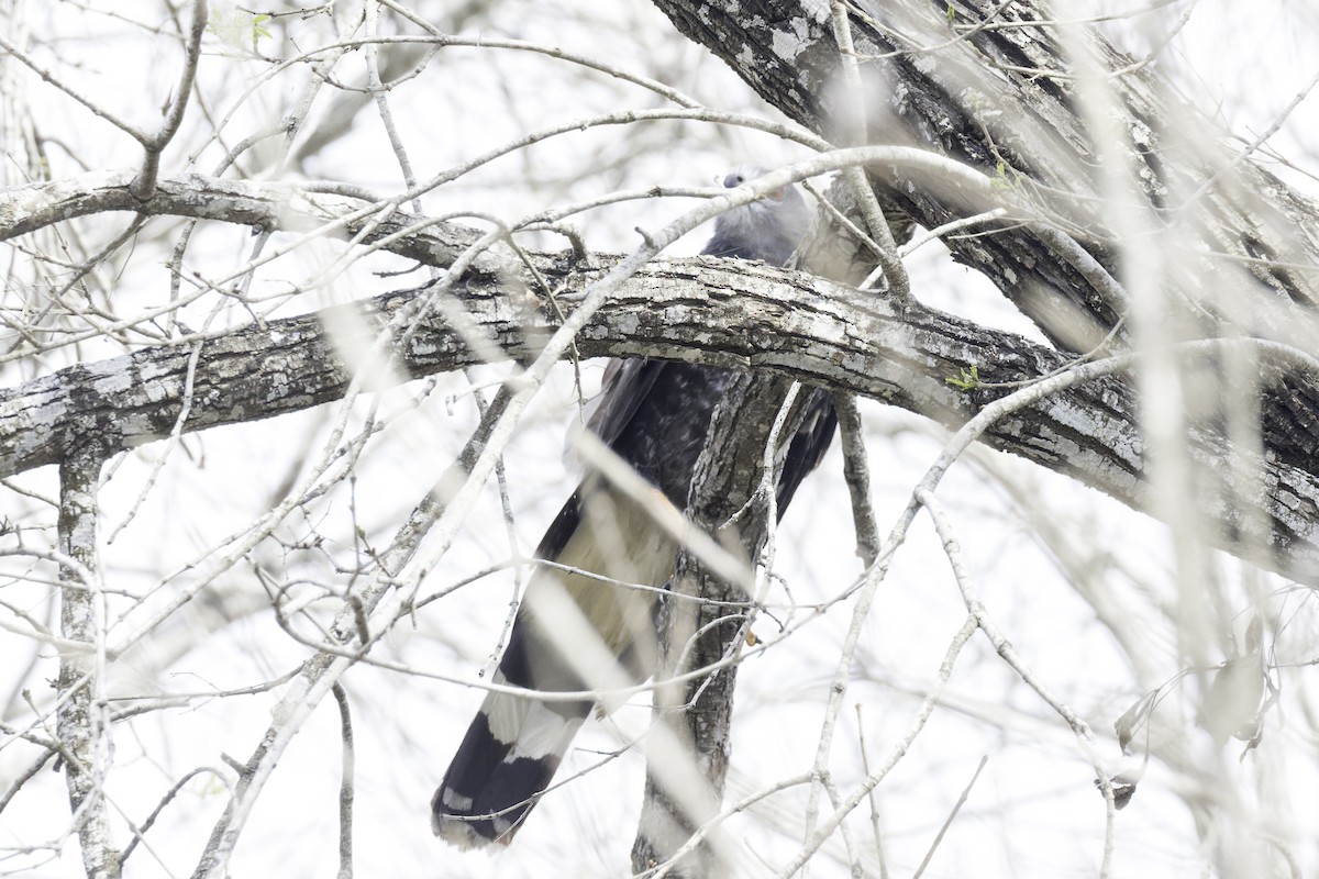 Crane Hawk - ML621920151