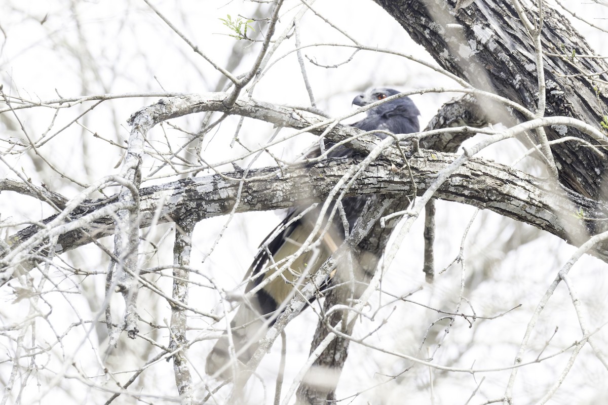 Crane Hawk - ML621920152