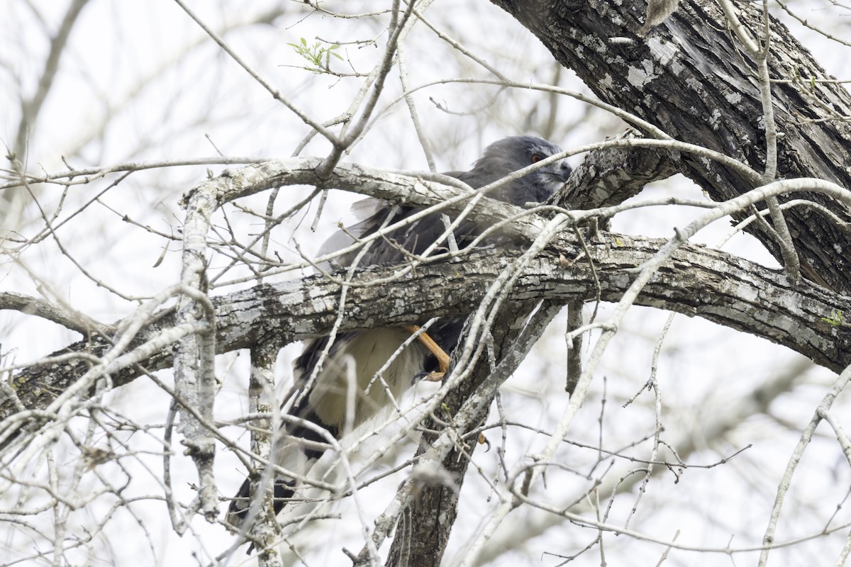 Crane Hawk - ML621920153