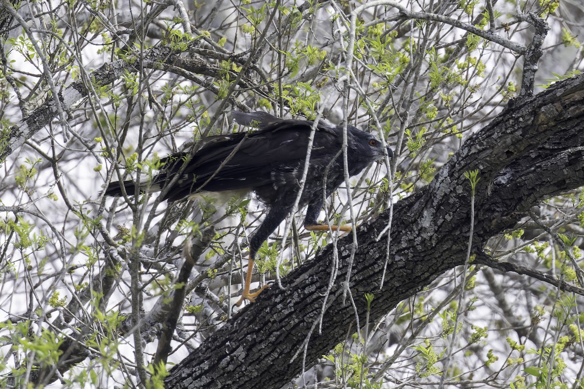 Crane Hawk - ML621920154