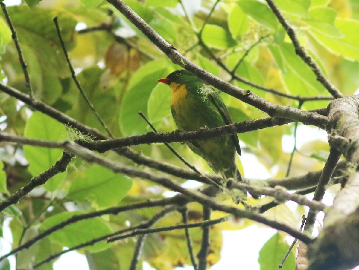 Golden-breasted Fruiteater - ML621920174