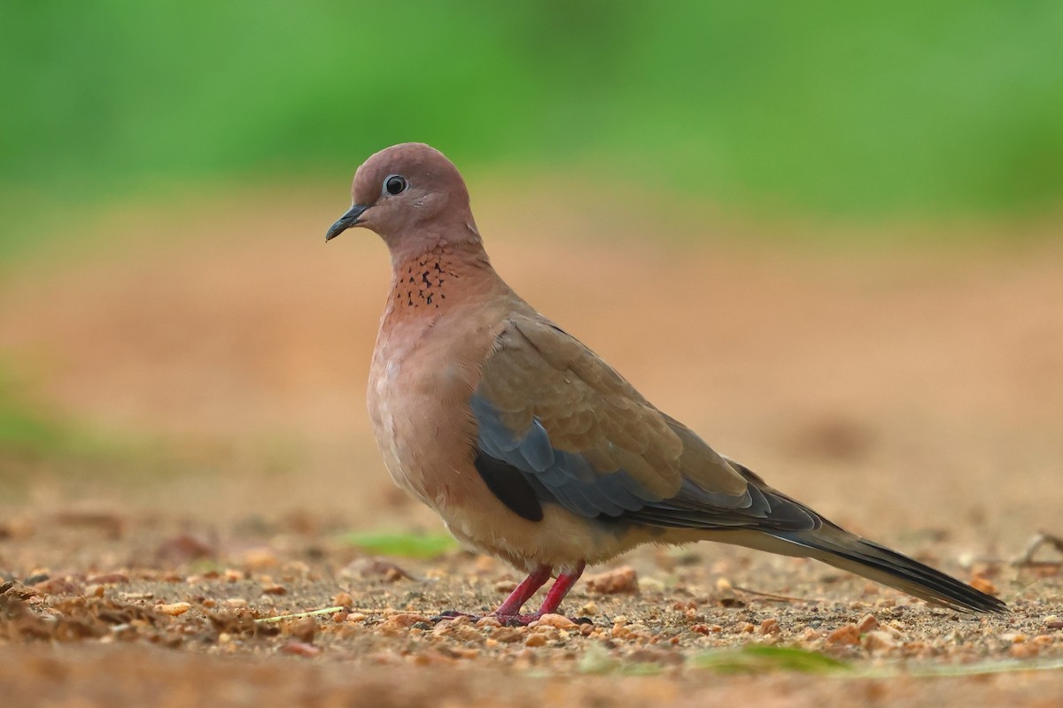 Laughing Dove - ML621920228