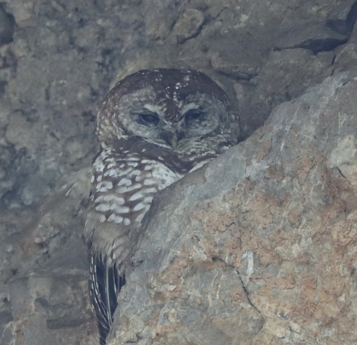 Spotted Owl - ML621920335