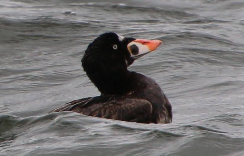 Surf Scoter - ML621920437