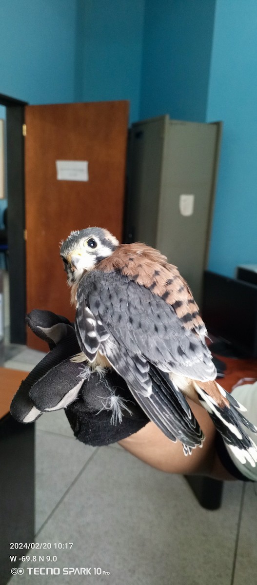 American Kestrel - ML621920438