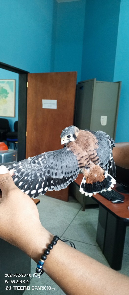 American Kestrel - ML621920440