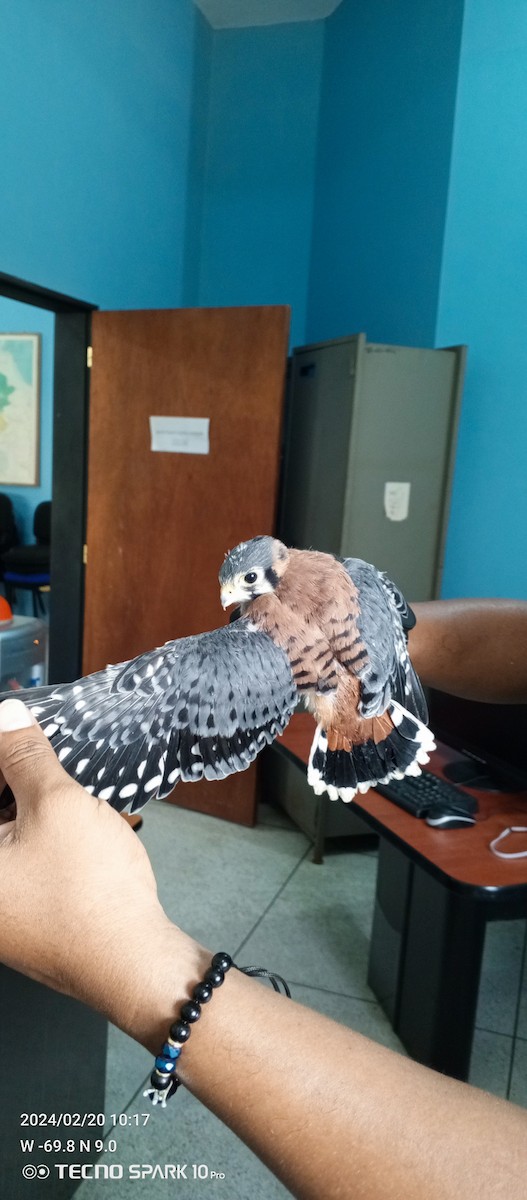 American Kestrel - ML621920441