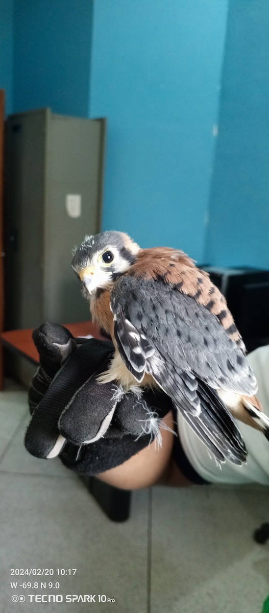 American Kestrel - ML621920442