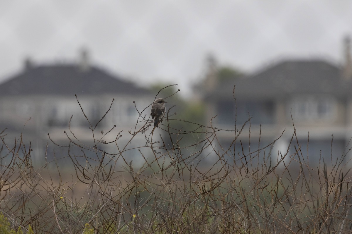 ťuhýk americký - ML621920579