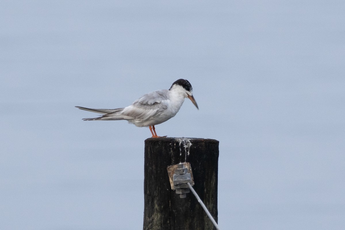 Forster's Tern - ML621920656