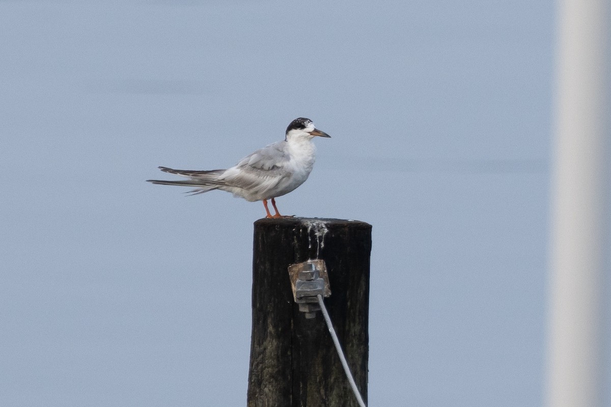 Forster's Tern - ML621920657