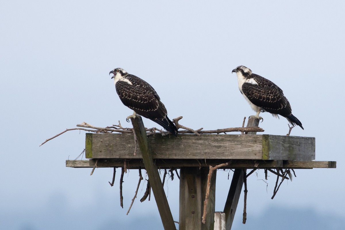 Osprey - ML621920664