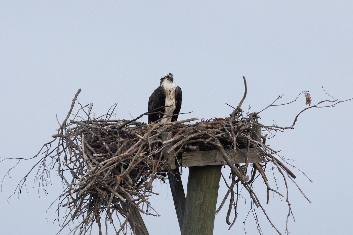 Osprey - ML621920691