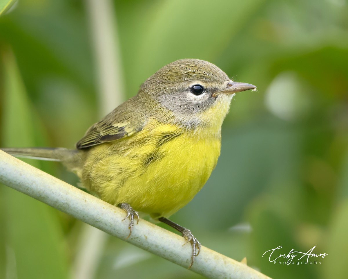 Prairie Warbler - ML621920697