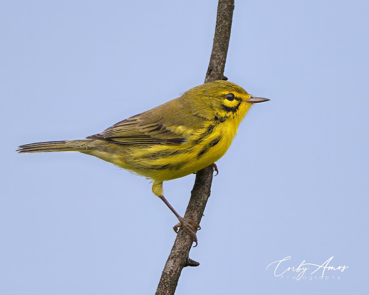 Prairie Warbler - ML621920707