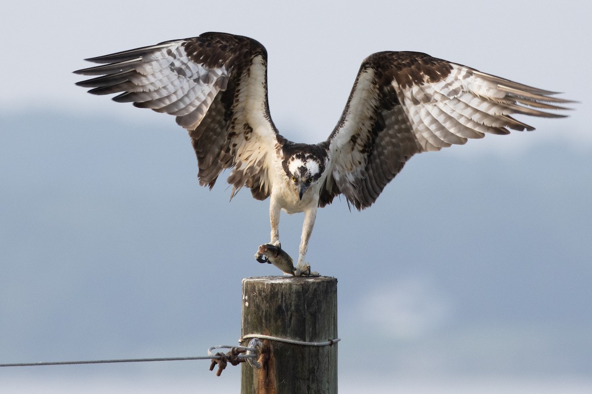 Osprey - ML621920772