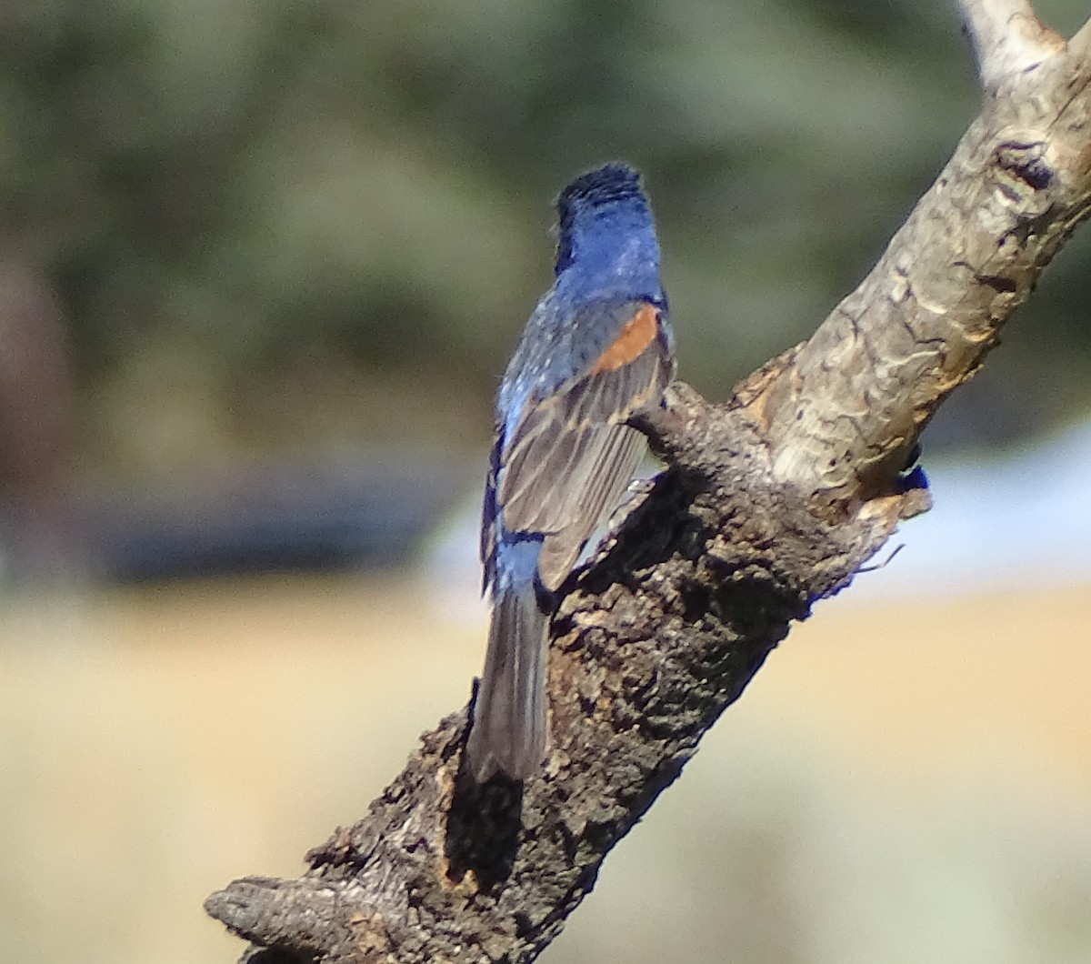 Blue Grosbeak - ML621920774