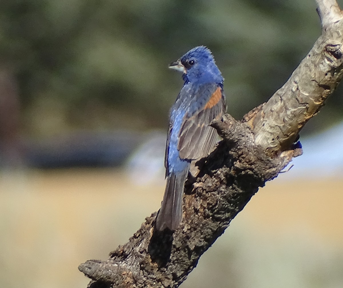 Blue Grosbeak - ML621920776