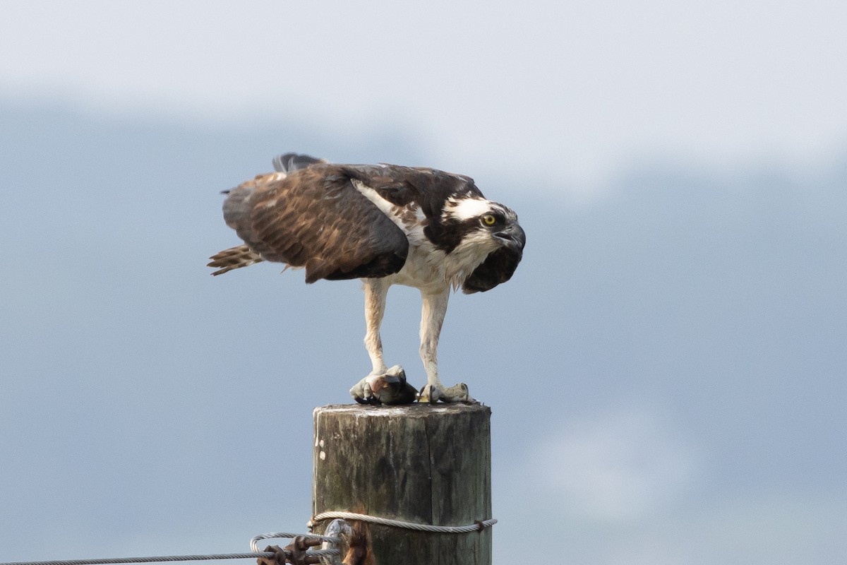 Osprey - ML621920788