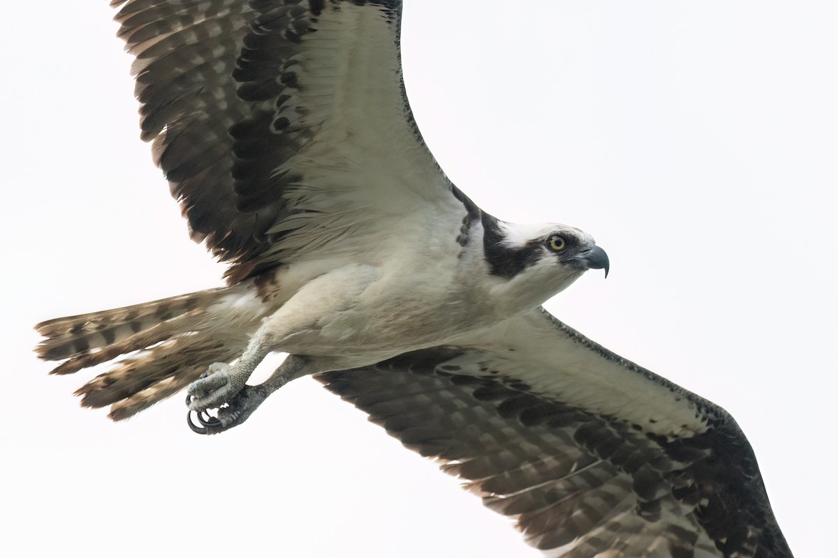 Osprey - Tom Crockett