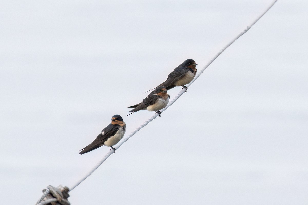 Barn Swallow - ML621920844