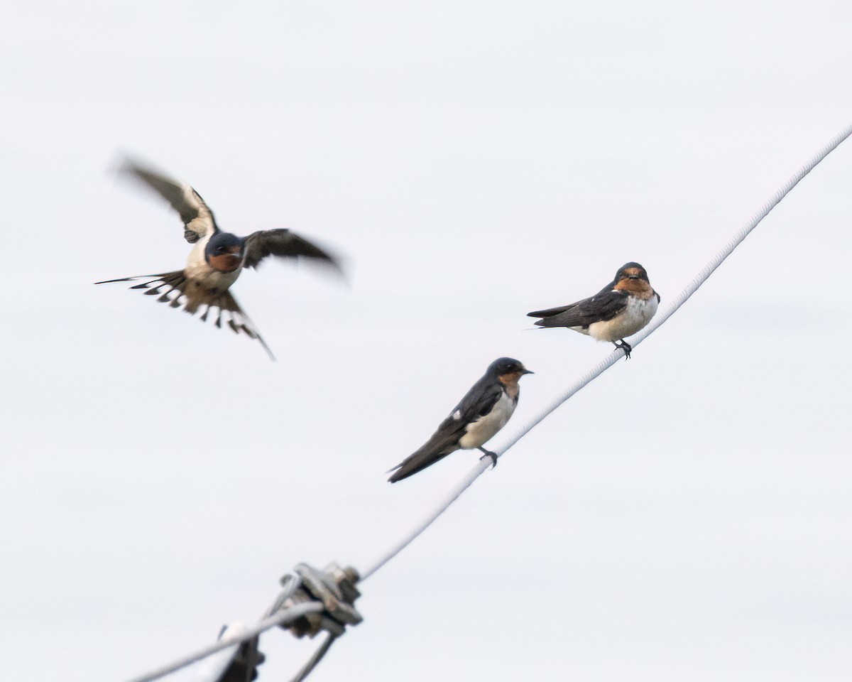 Barn Swallow - ML621920851