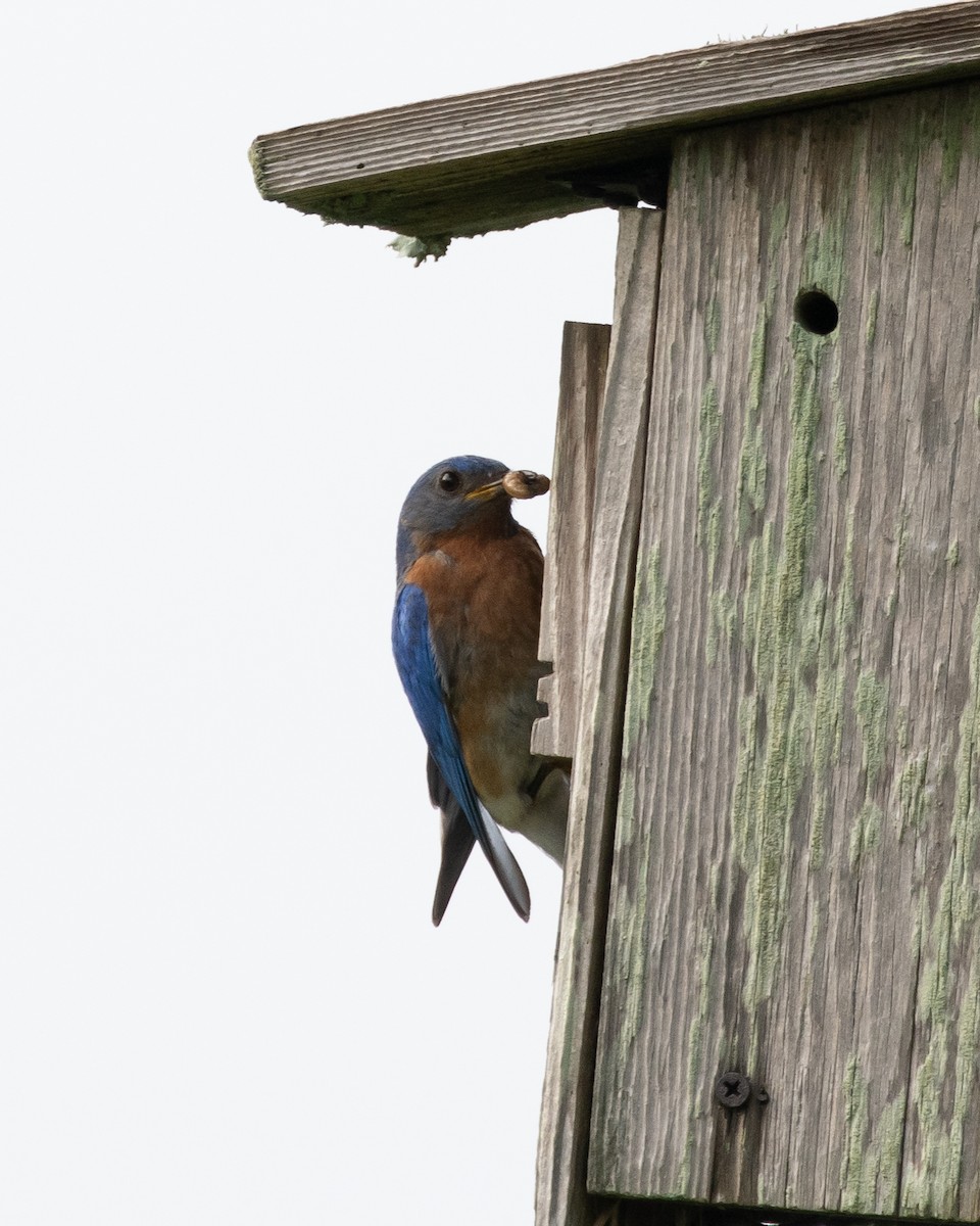 Eastern Bluebird - ML621920855