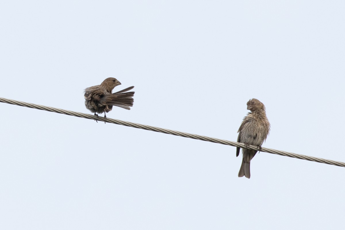 House Finch - ML621920868