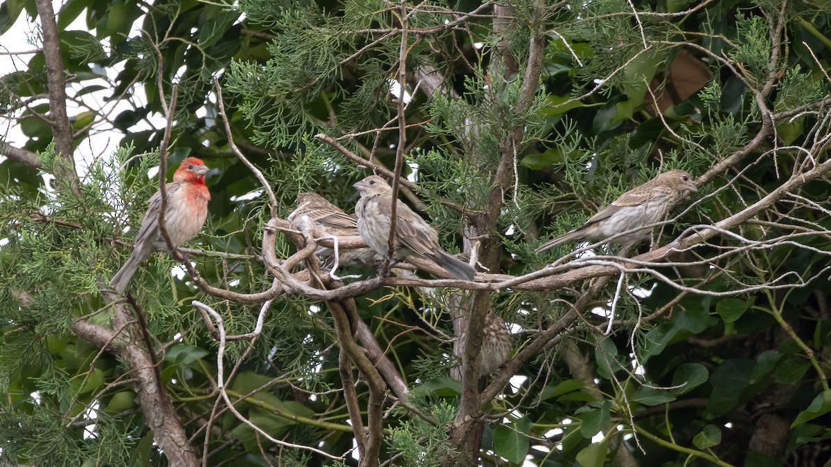 House Finch - ML621920875