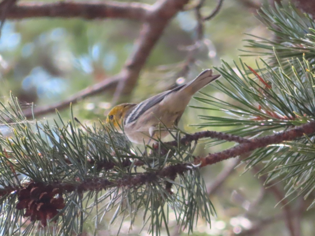 Hermit Warbler - ML621920978