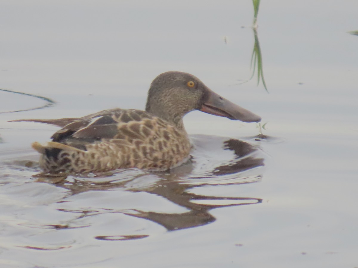 Northern Shoveler - ML621920991