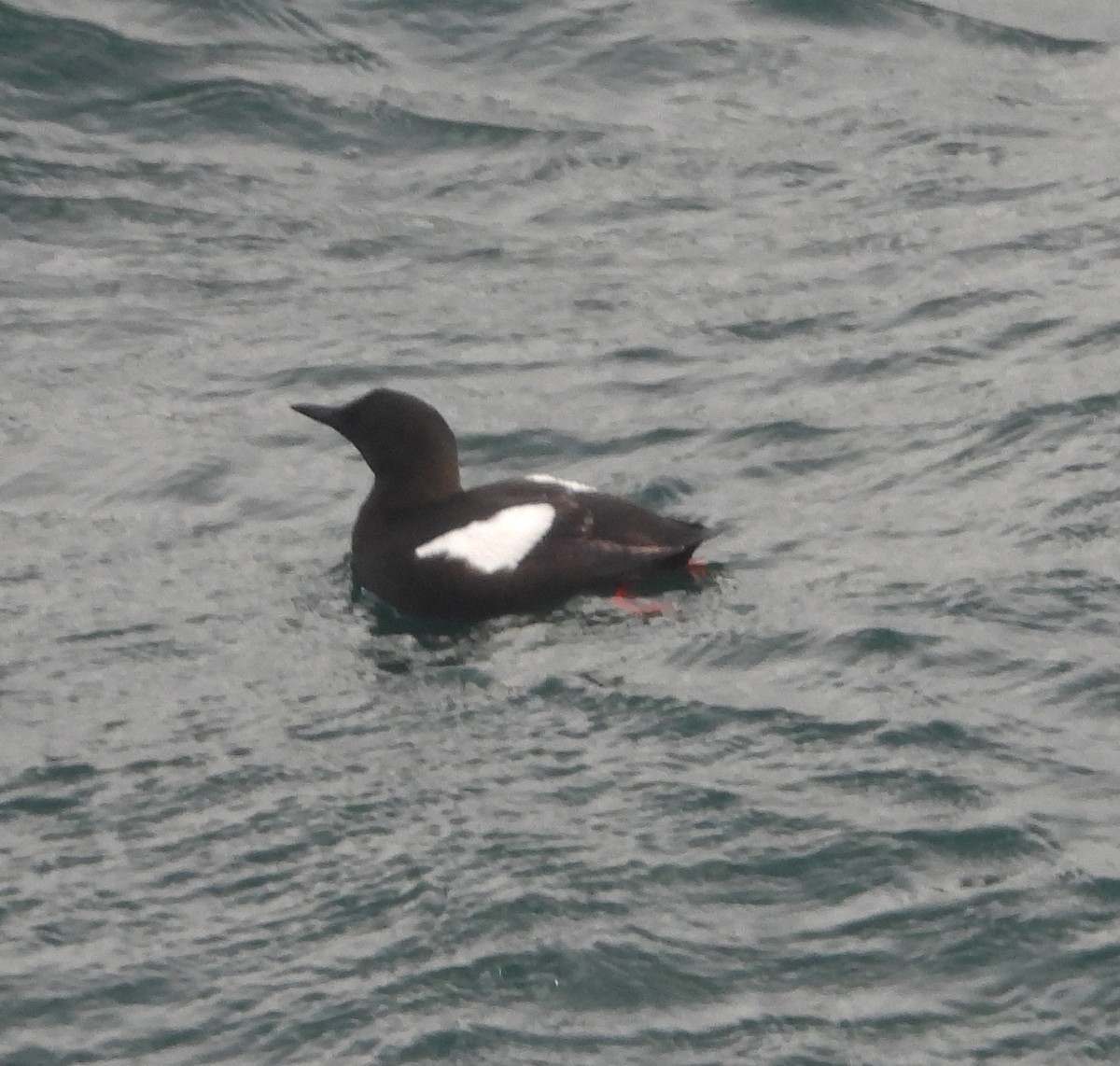 Black Guillemot - ML621921061