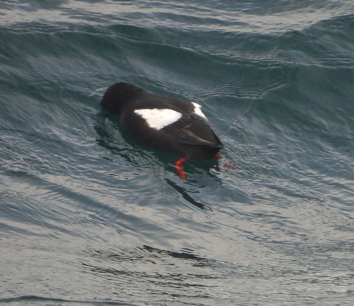 Black Guillemot - ML621921062