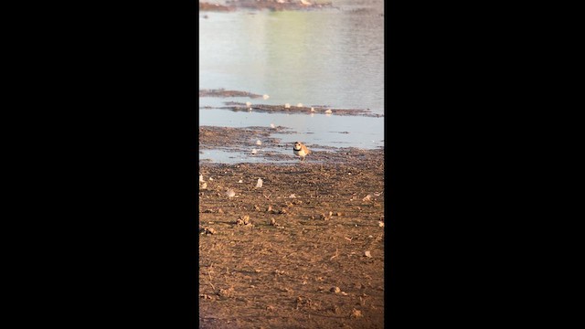 Semipalmated Plover - ML621921063