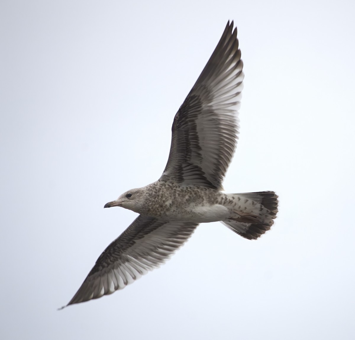 Ring-billed Gull - Blake Rodgers