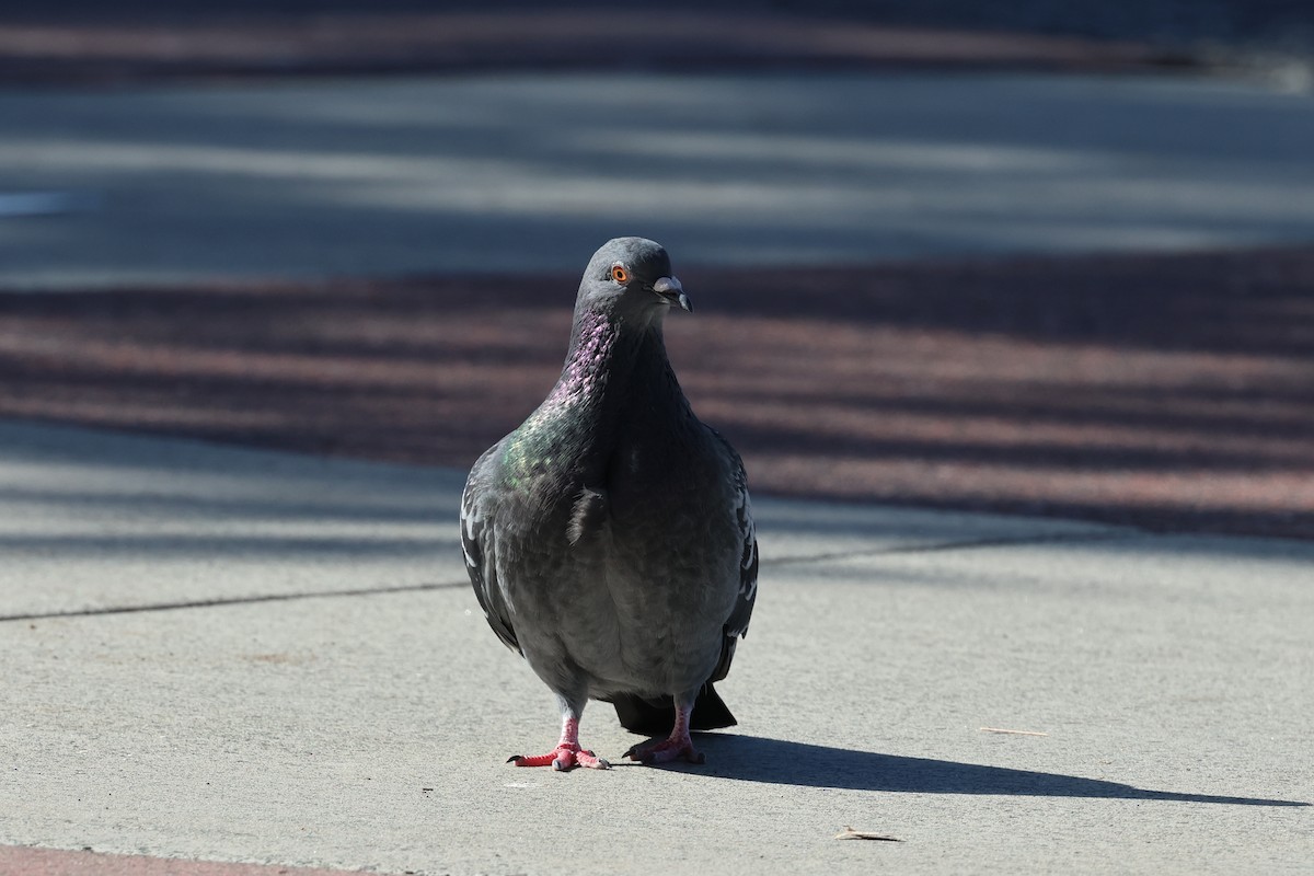 Rock Pigeon (Feral Pigeon) - ML621921245