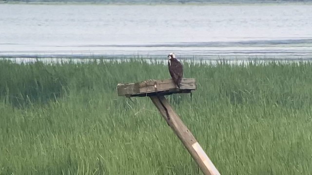 Balbuzard pêcheur - ML621921250