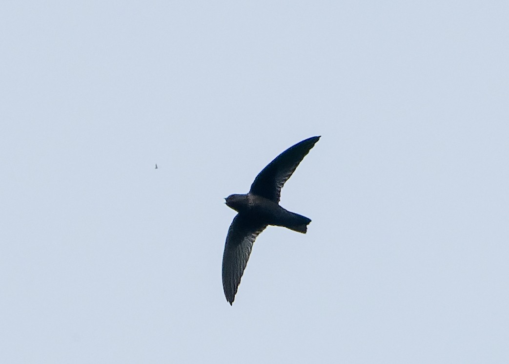 Black Swift - ML621921373