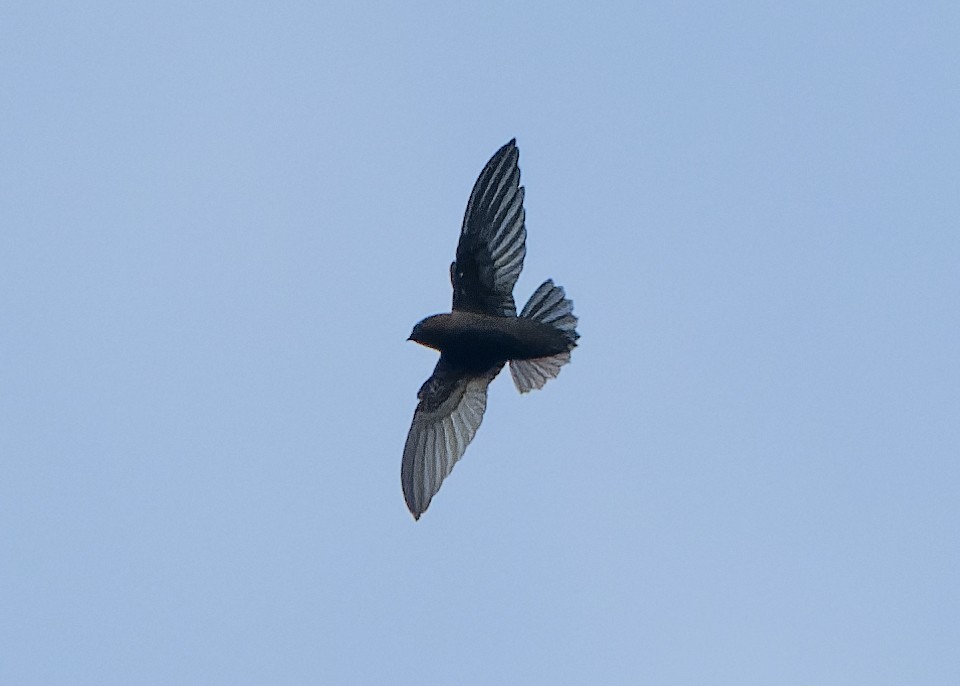 Black Swift - ML621921374