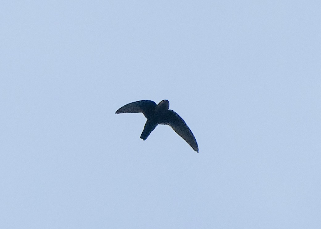 Black Swift - ML621921375