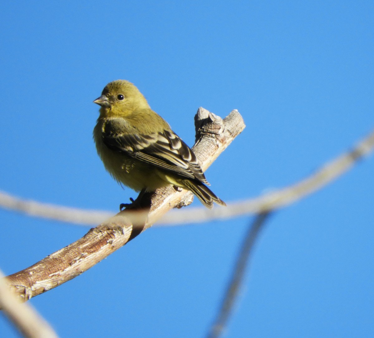 Lesser Goldfinch - Becky Kitto